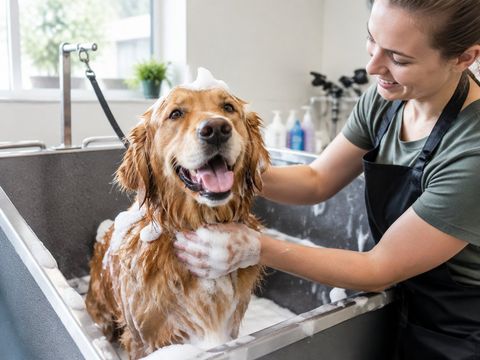 Golden retriever ensaboado recebendo banho de uma profissional